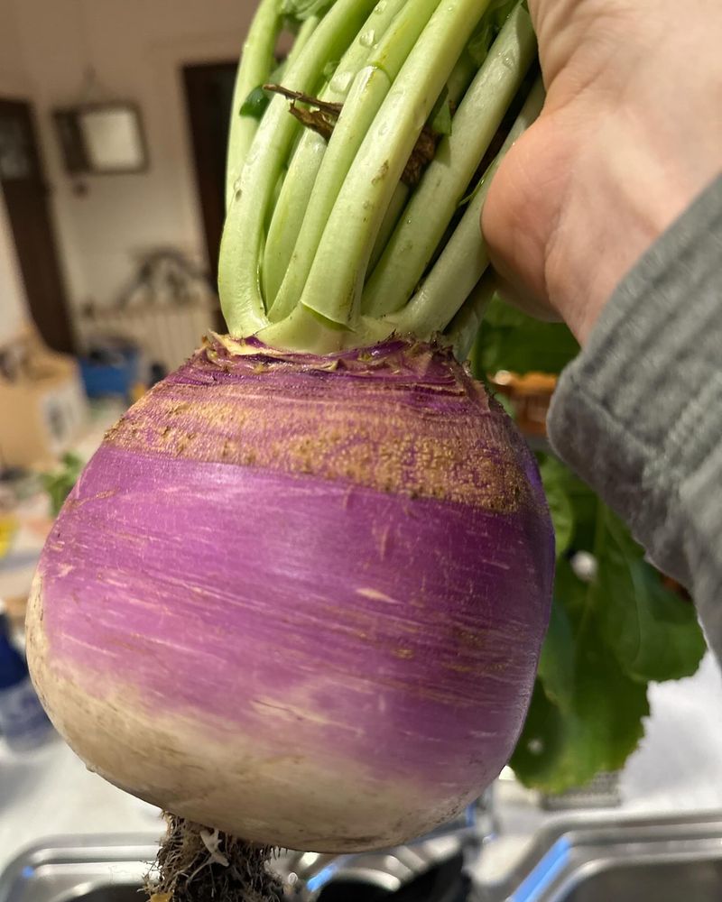 Hardy Turnips