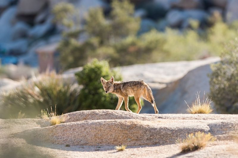 RISK: Approaching Coyotes