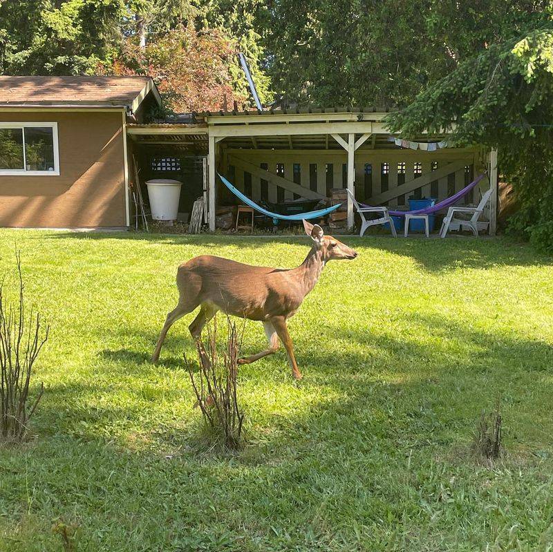 White-tailed Deer Treating Gardens Like Salad Bars