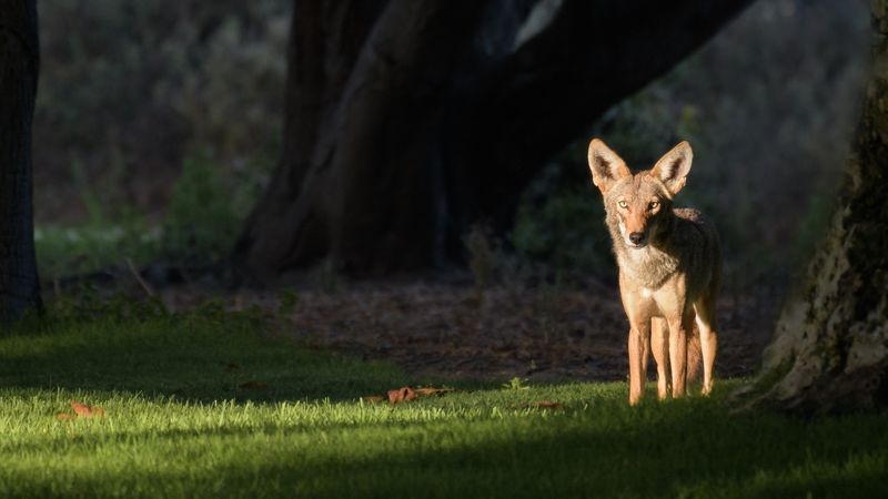 Coyotes: Urban Shadows