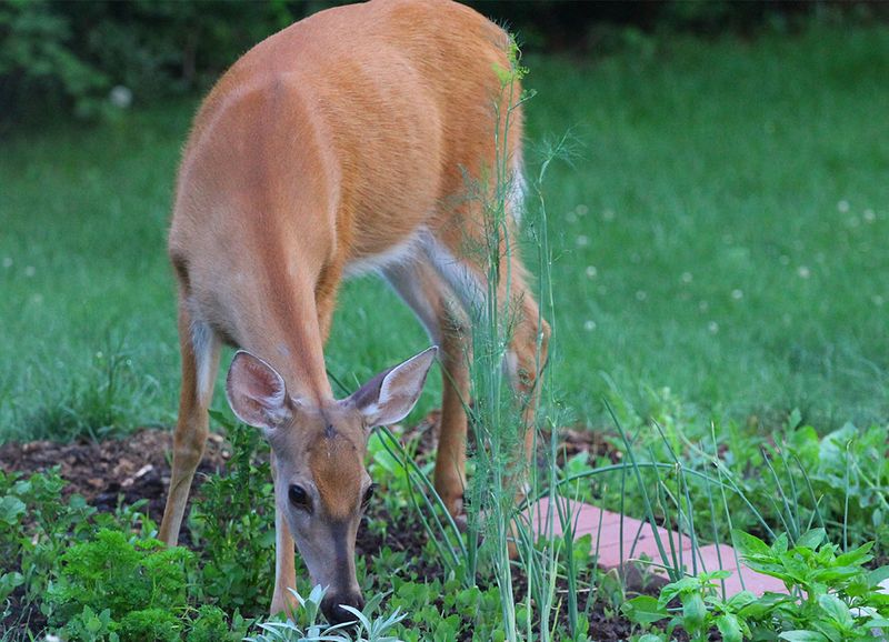 White-tailed Deer Browsing Garden Beds