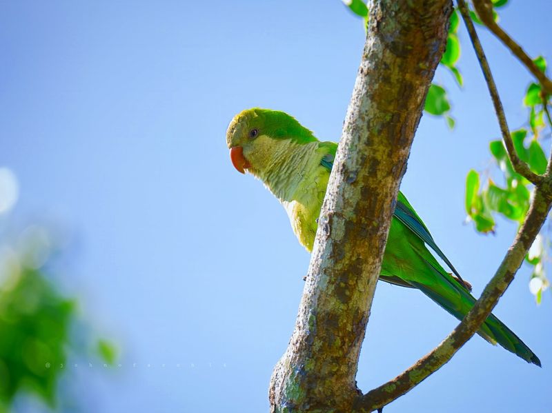 Wild Parrots Taking Over