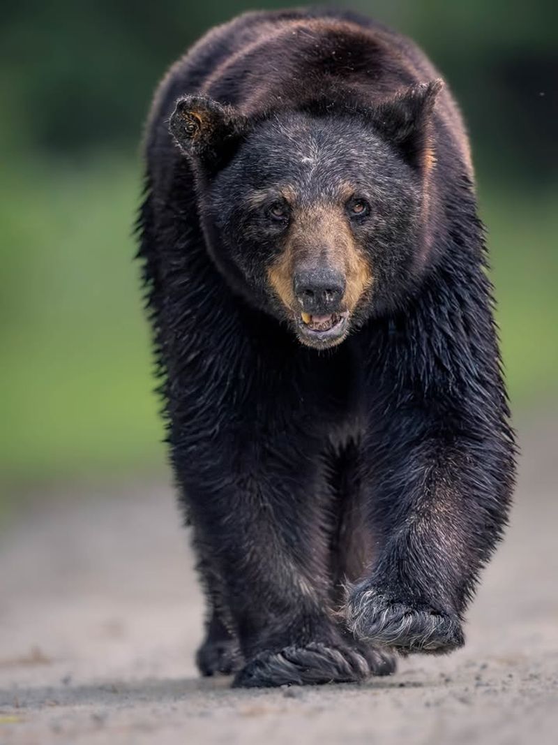 Black Bears