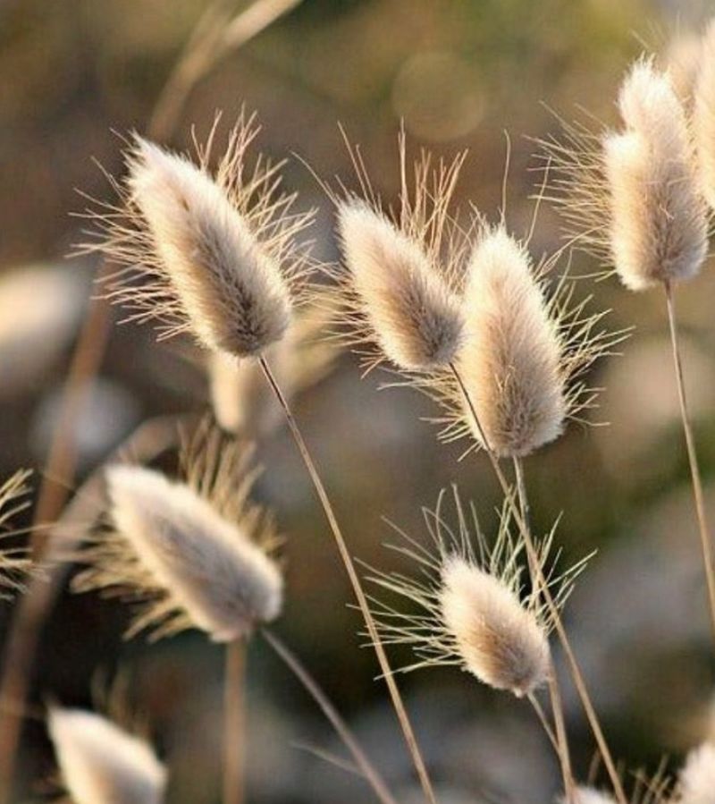 Graceful Ornamental Grasses