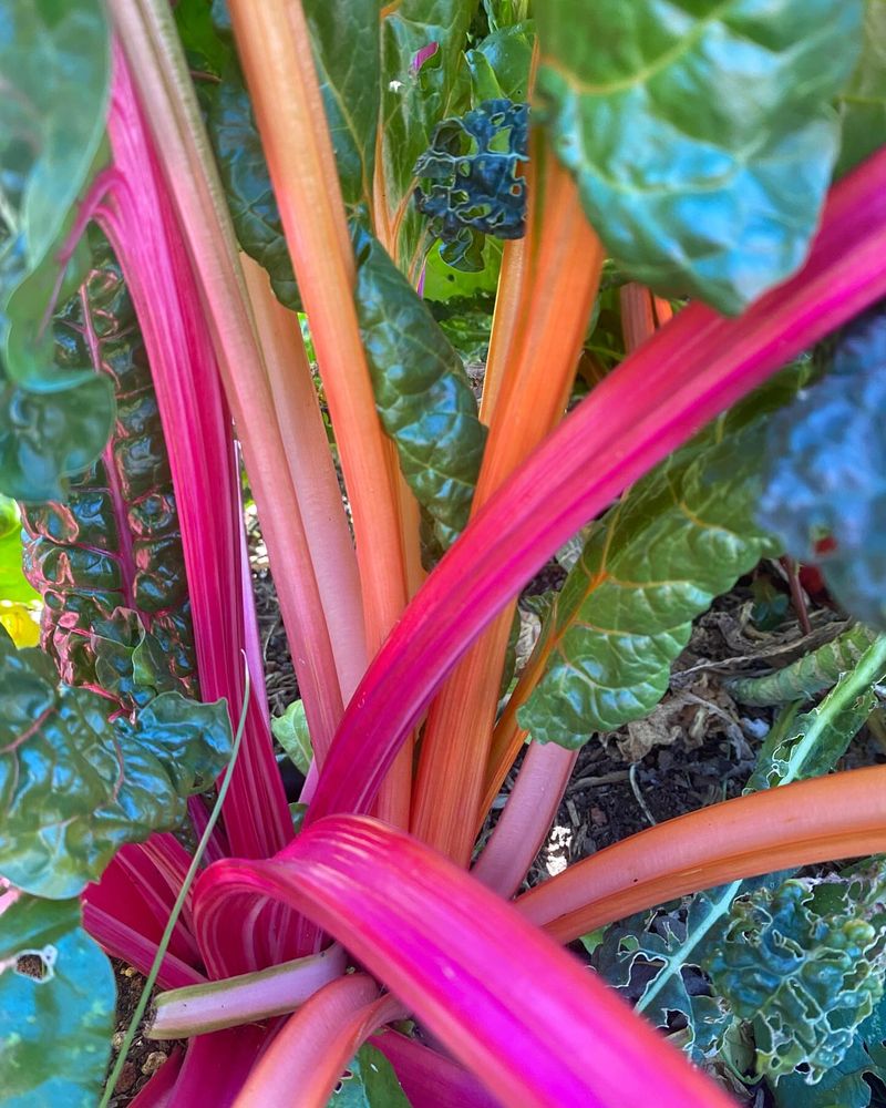 Chard