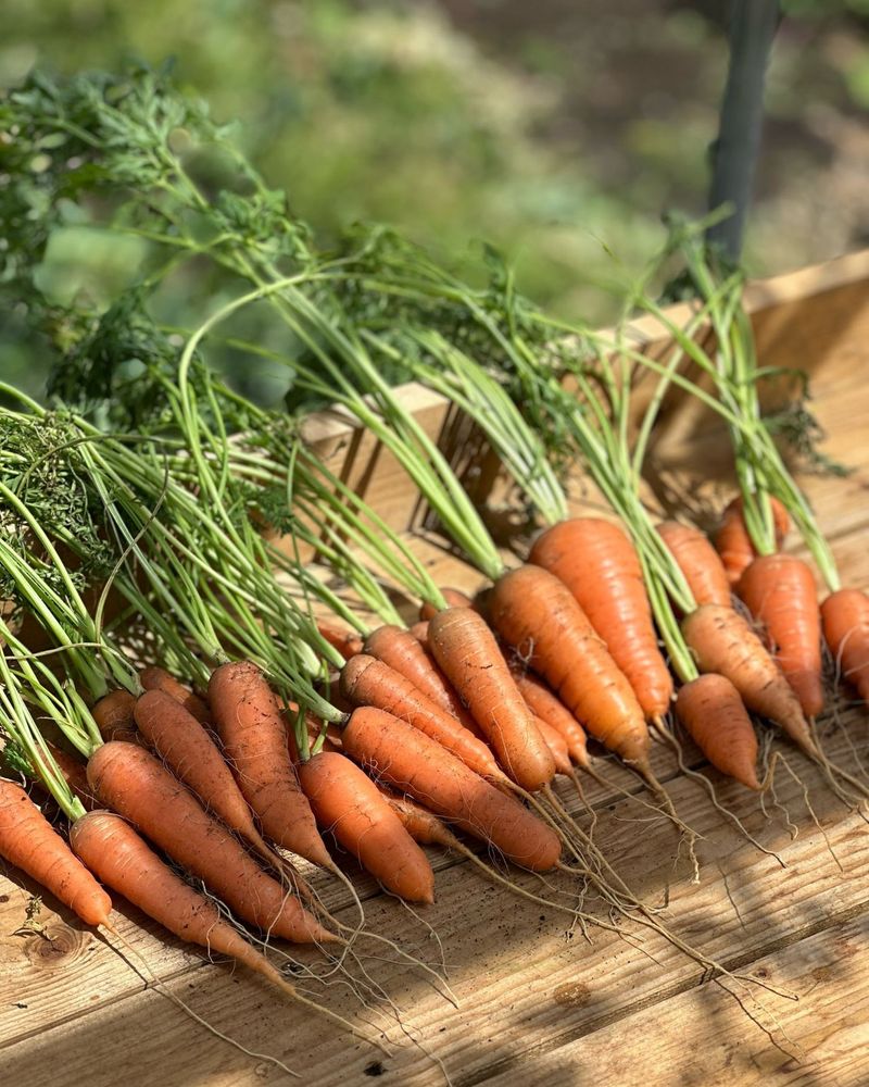 Carrots