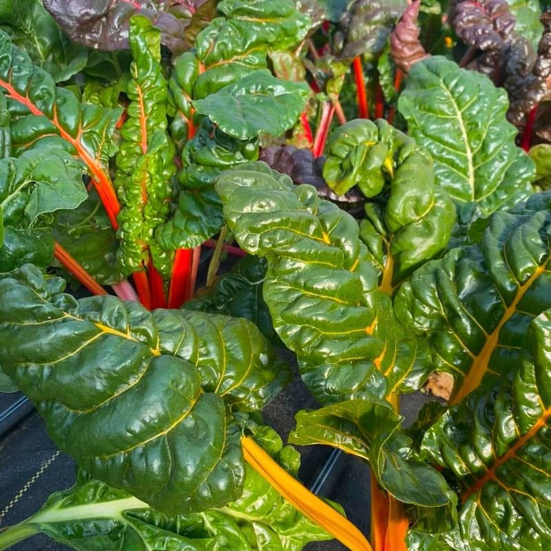 Swiss Chard