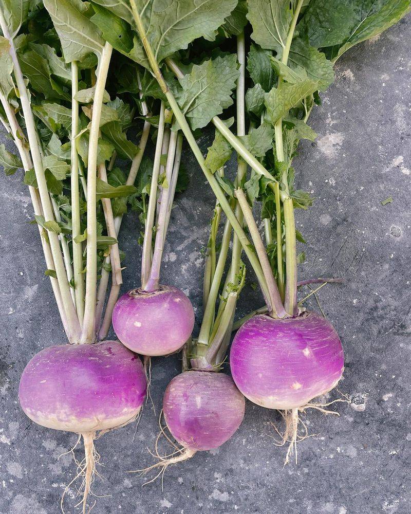 Turnips: Dual-Purpose Vegetable For Roots And Greens
