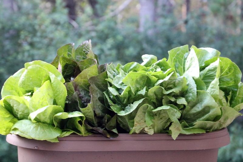 Lettuce For Continuous Fall Salads