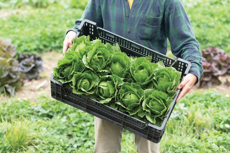 Lettuce: The Season Extender