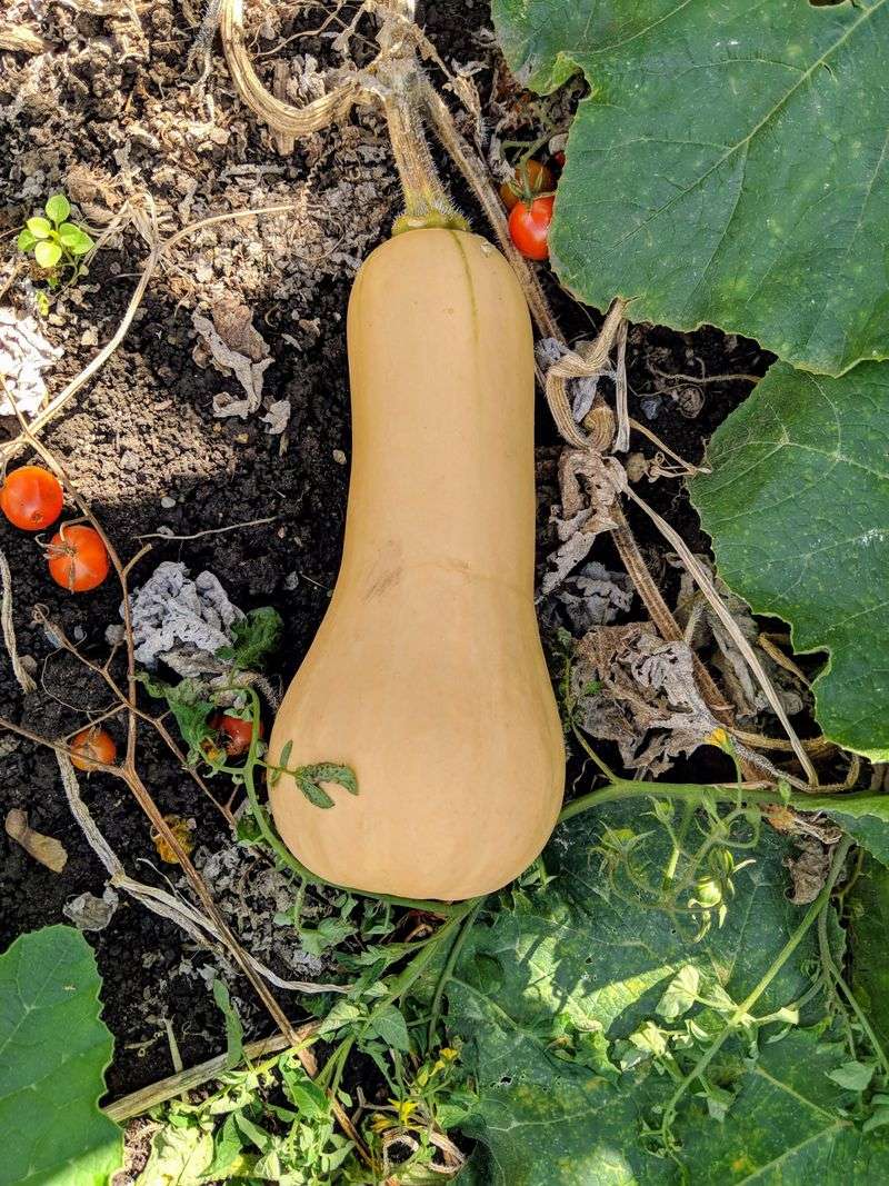Butternut Squash: The Winter Storage Champion