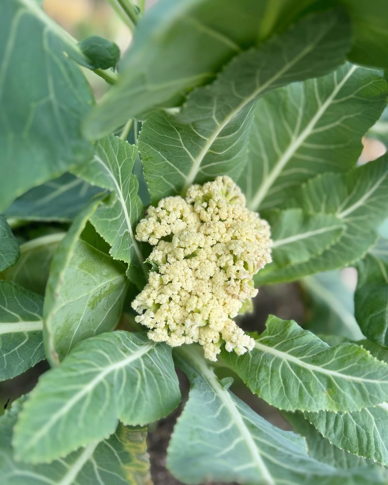 Cauliflower and Strawberries