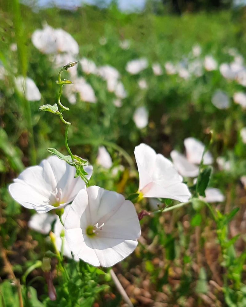 Bindweed