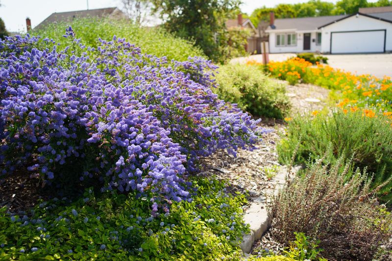 Monoculture Lawns Without Native Plants