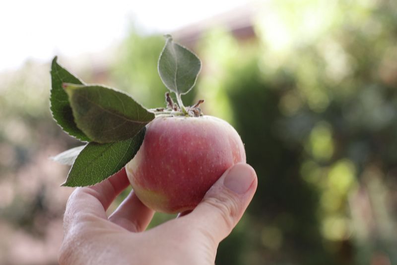 Clearview Orchards