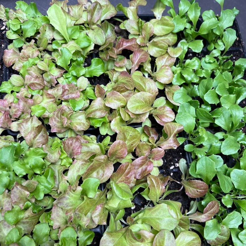 Crisp Lettuce Varieties