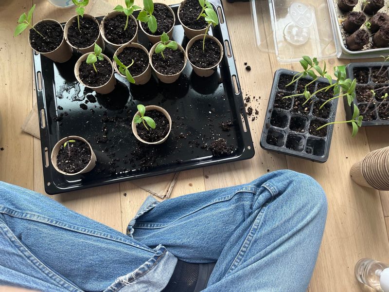 Community Seed Libraries Sprout Up Everywhere