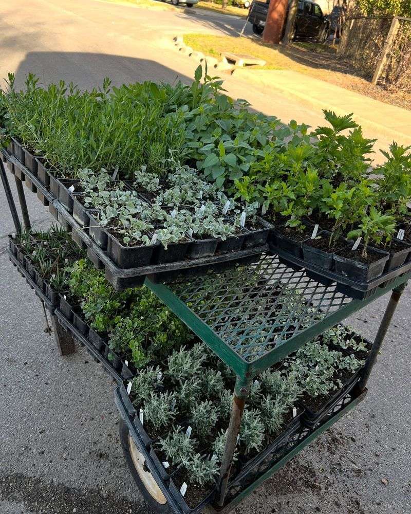 Community Teaching Gardens