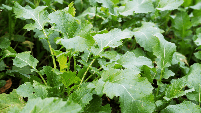 Cover Crop Benefits