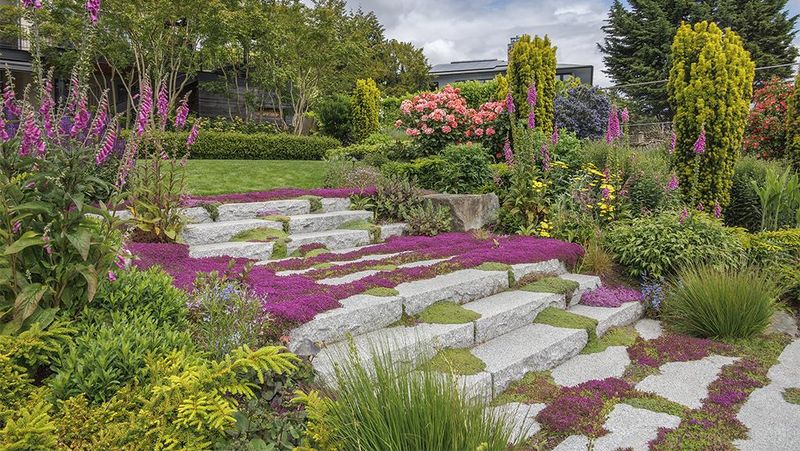 Groundcover Instead Of Traditional Lawn