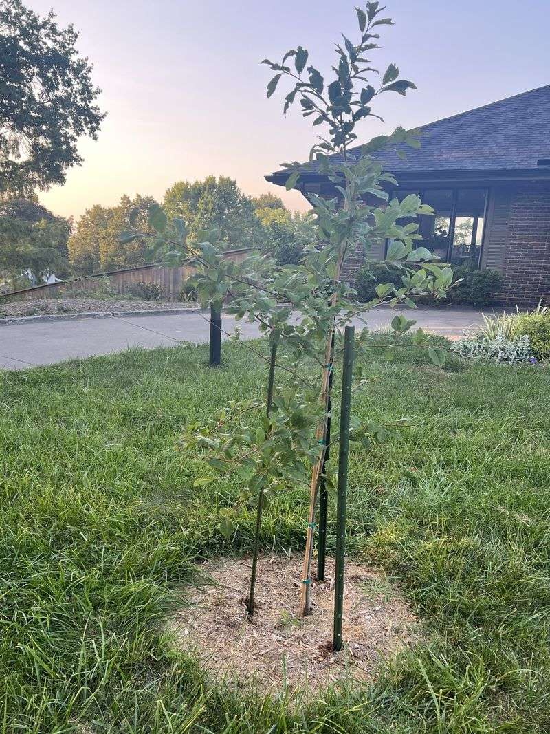 Front Yard Trees That Grow Too Large