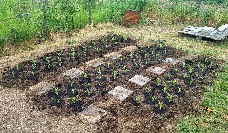 Seasonal Planting Calendars
