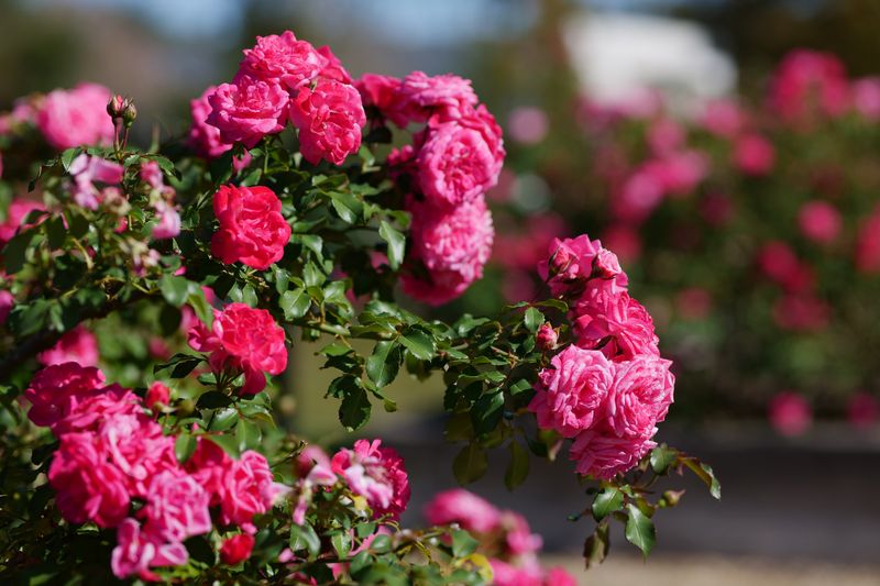 Protect Tender Roses
