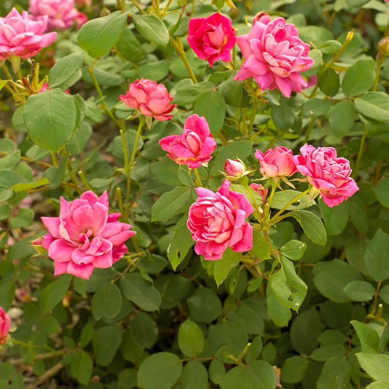 Shield Sensitive Plants From Harsh Illinois Winters