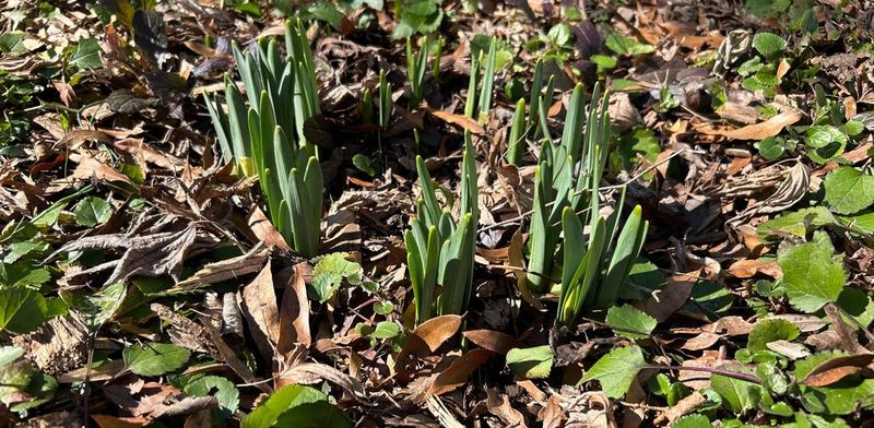 Protecting Flower Beds From Leaf Buildup