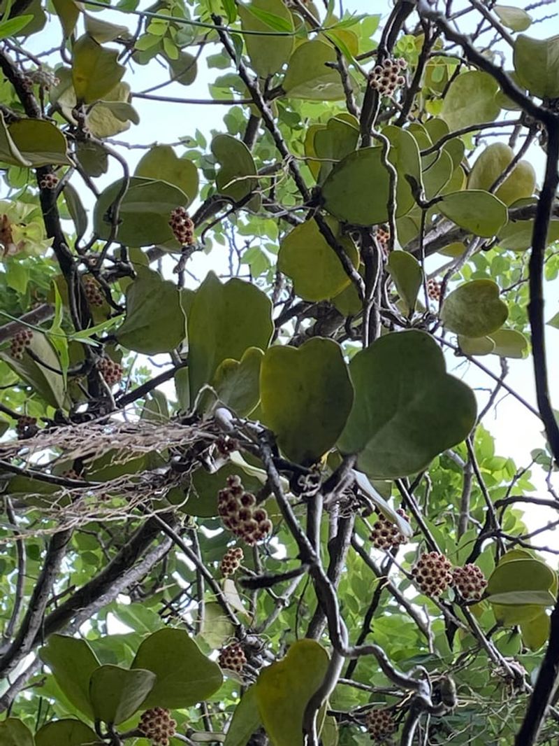 Absence of Bird Activity