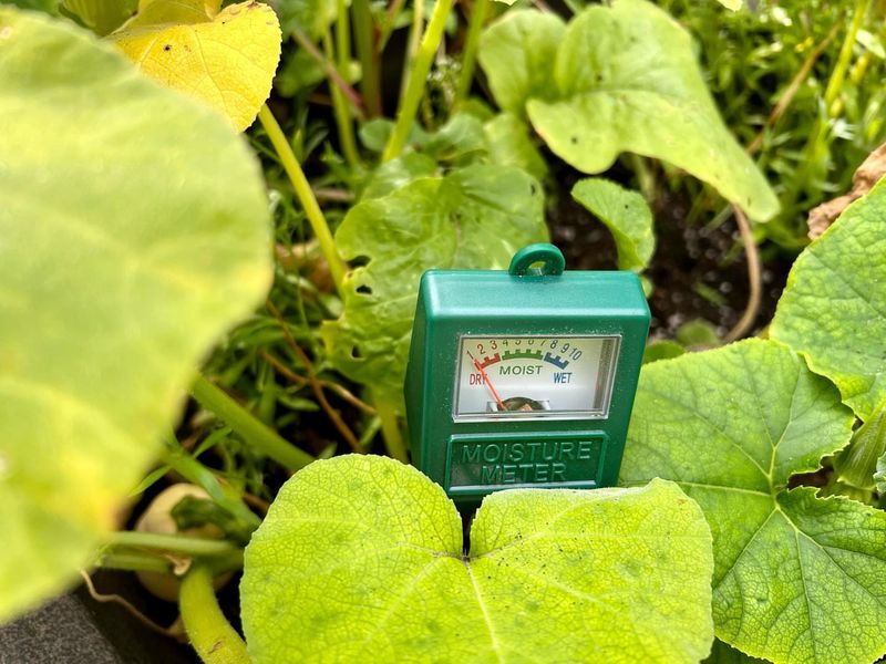 Soil Moisture Fluctuations