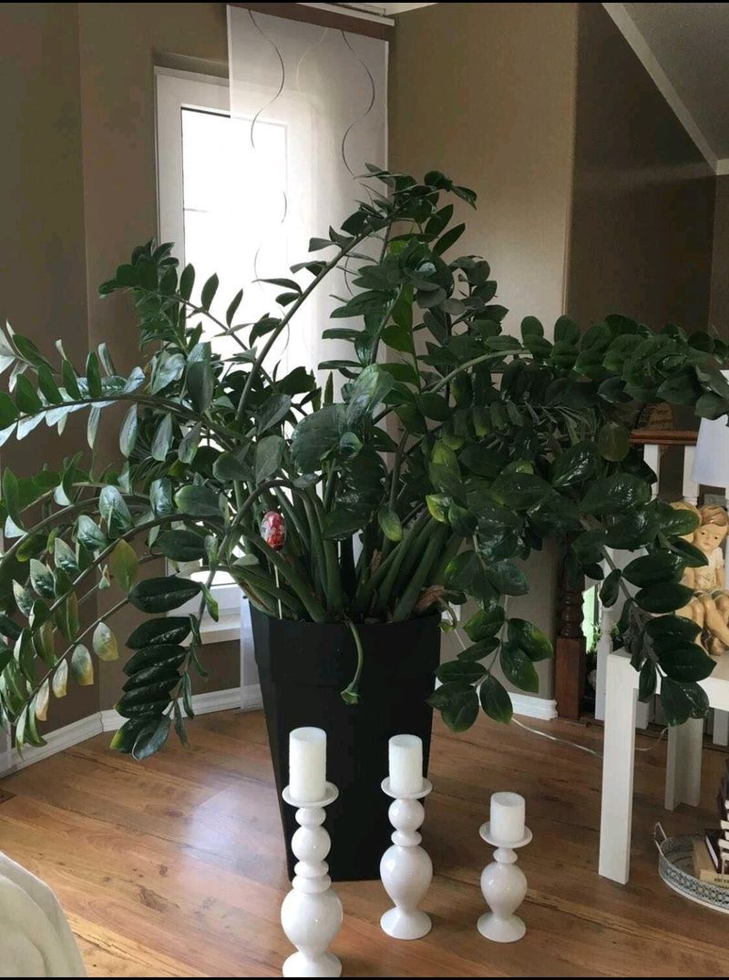 Vintage ZZ Plant Specimens