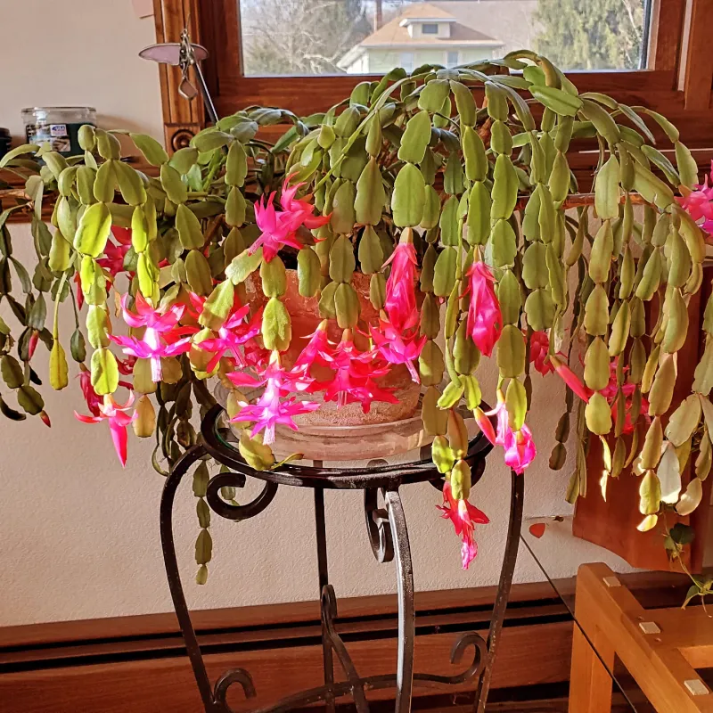 Century-Old Christmas Cactus