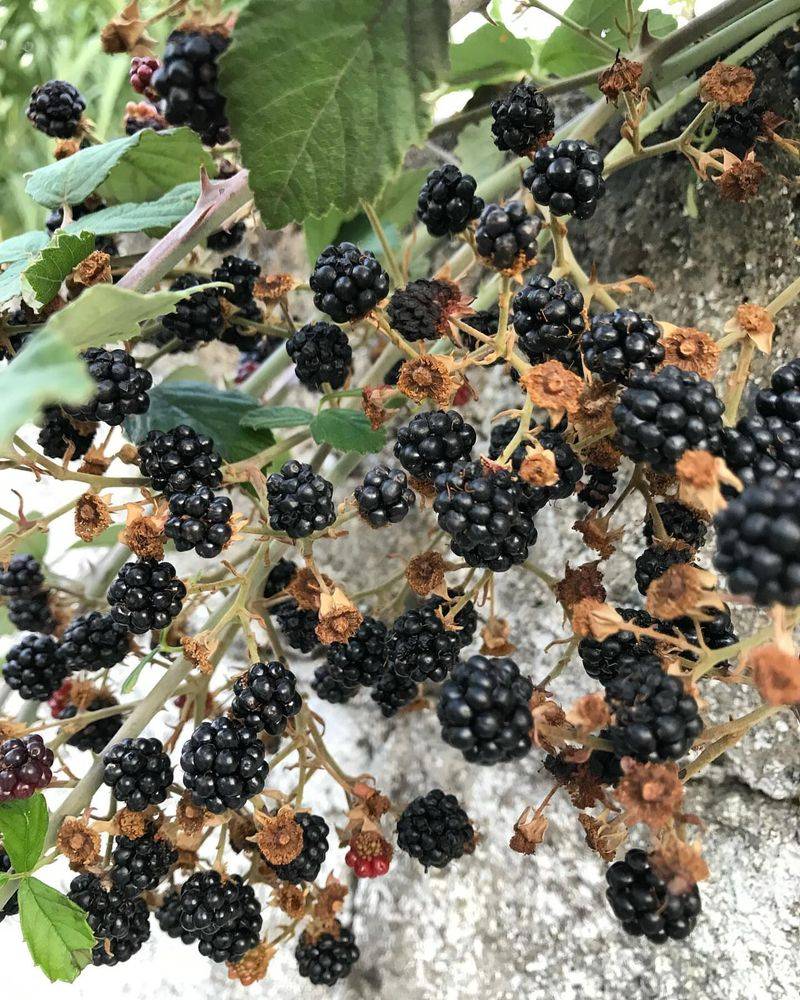 Blackberries