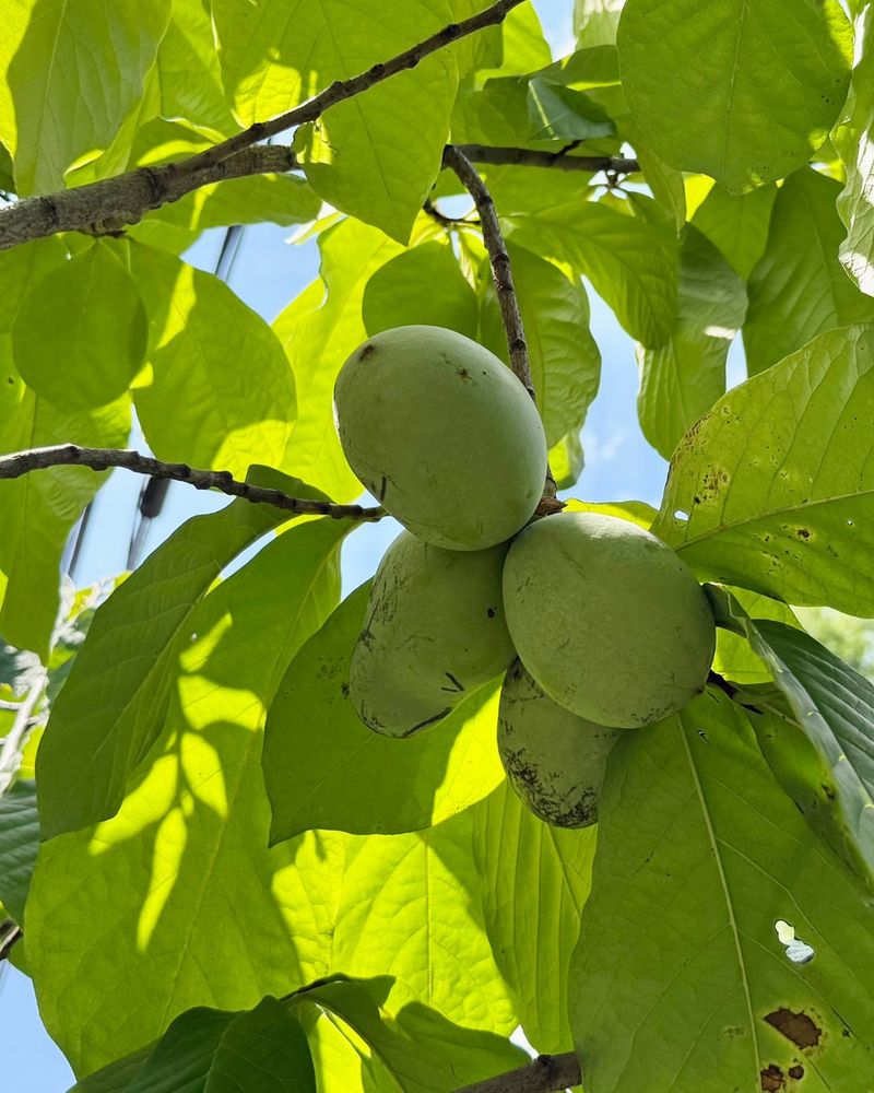 Pawpaws