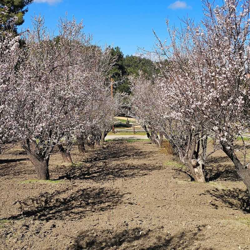 Almond Trees