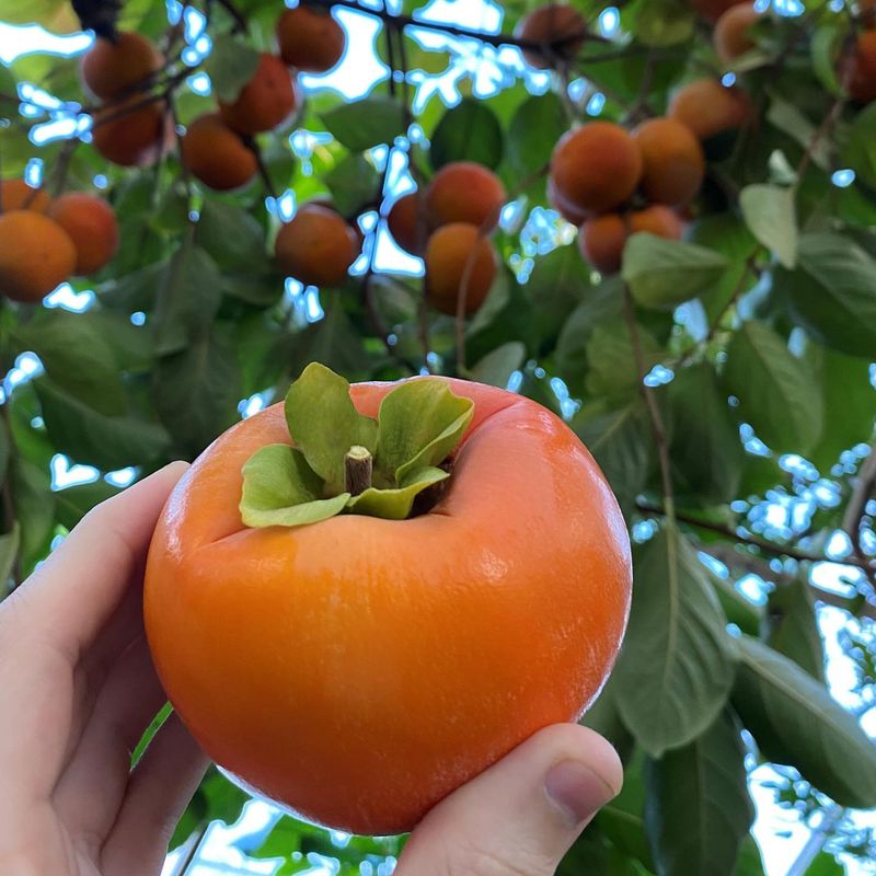 Persimmon Trees Suffer Fruit Drop