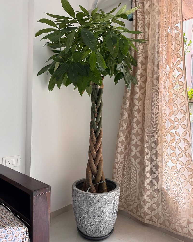 Money Tree