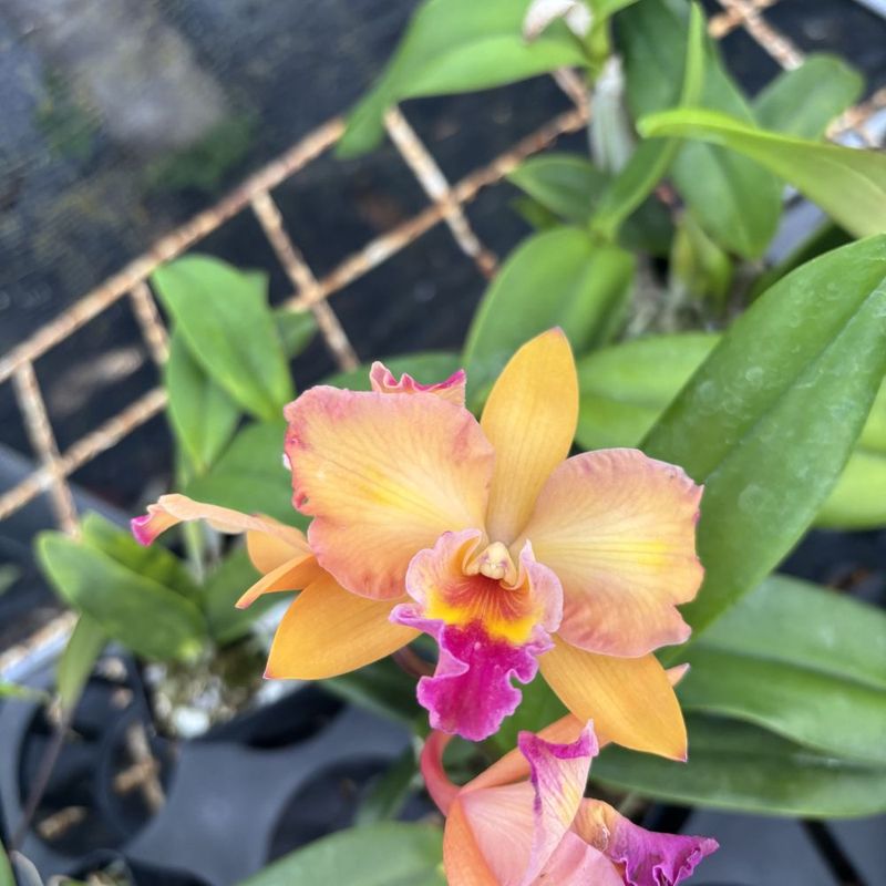 Indoor Orchid Collection Displayed On Volcanic Stone Shelves