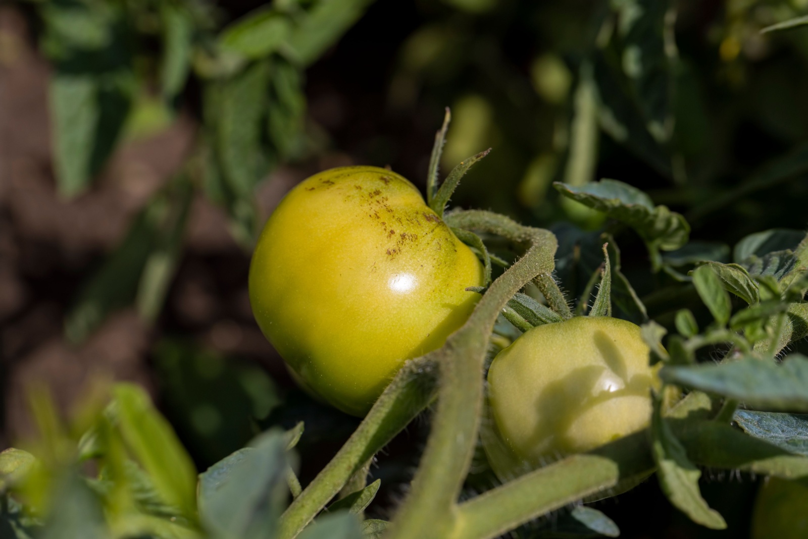 unripe tomato fruit
