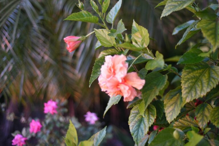 Hibiscus Flower Garden