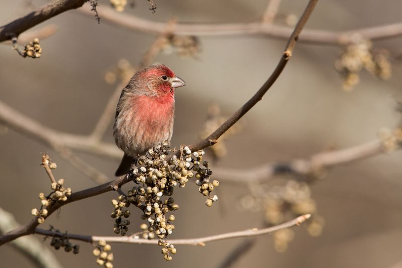 House Finches Blushing In Autumn Light