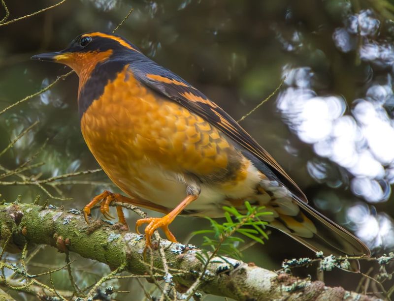 Varied Thrush That Stands Out In Fall