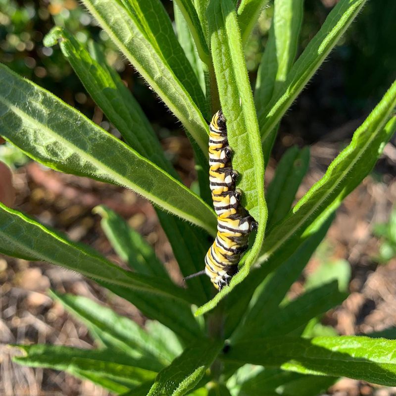 Monarch Butterfly Caterpillars On Milkweed