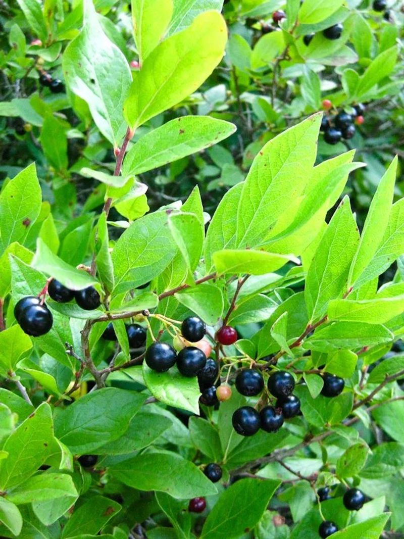 Huckleberry