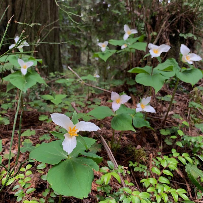 Trillium: The Forest Jewel That Demands Patience