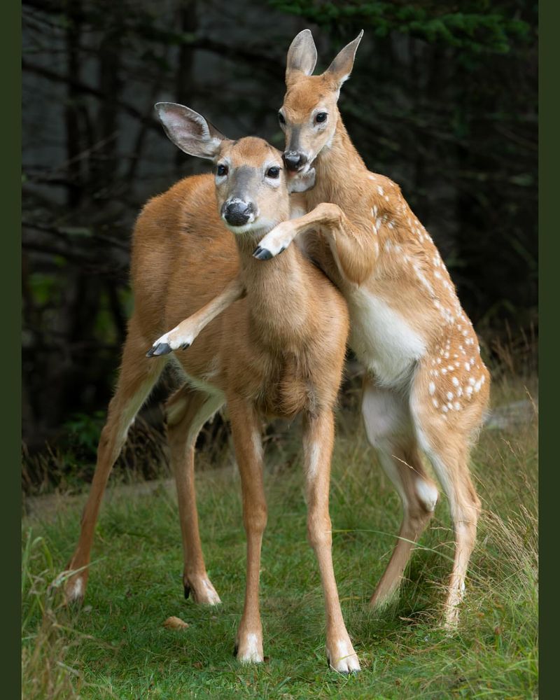 White-Tailed Deer
