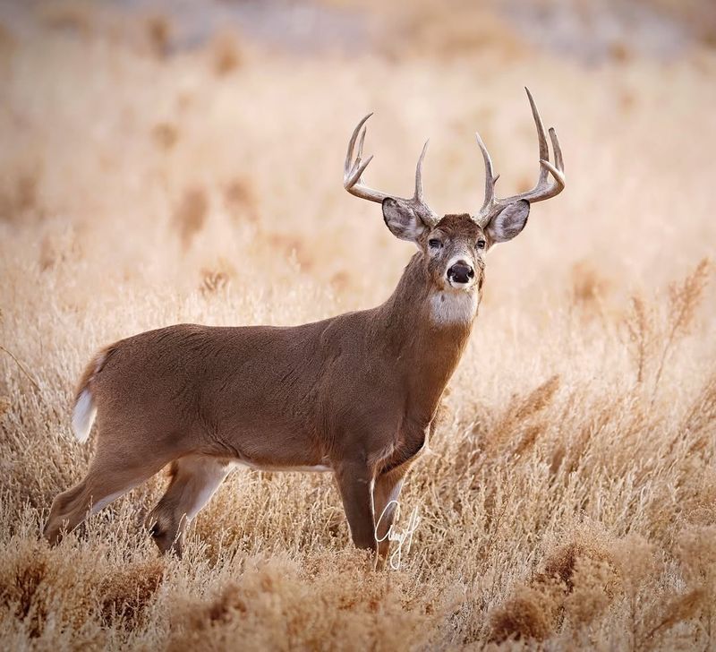 Whitetail Deer: Garden Visitors At Dawn