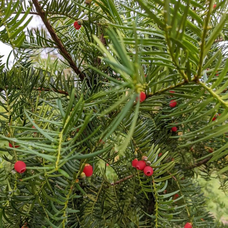 Yew (Taxus species)