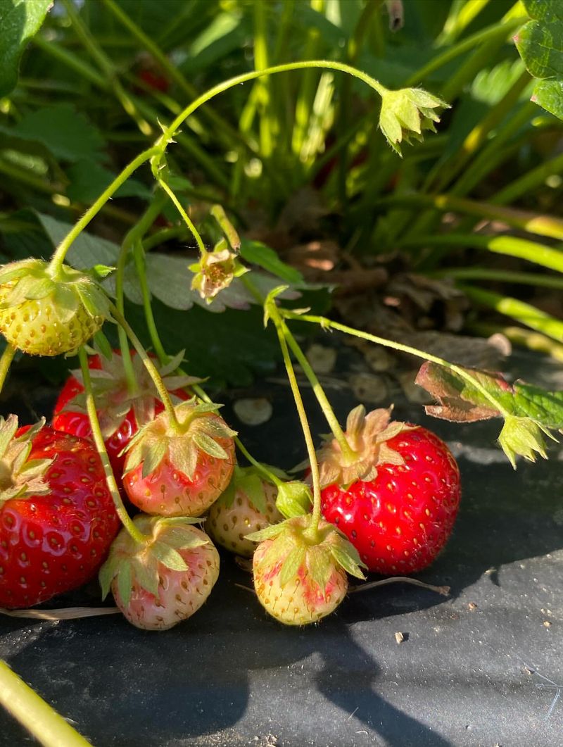 Strawberry Bush